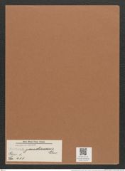 Navicula jamalinensis Cleve. (de-Toni-Nr.: Genus 1, Species 411) Zeichnungen Sammlung Grunow Mappe 00379 (Herbarium_W_Grunow_drawings_Folder_00379)